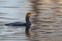Kormoran